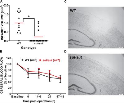 The Cystine/Glutamate Antiporter, System xc–, Contributes to Cortical Infarction After Moderate but Not Severe Focal Cerebral Ischemia in Mice